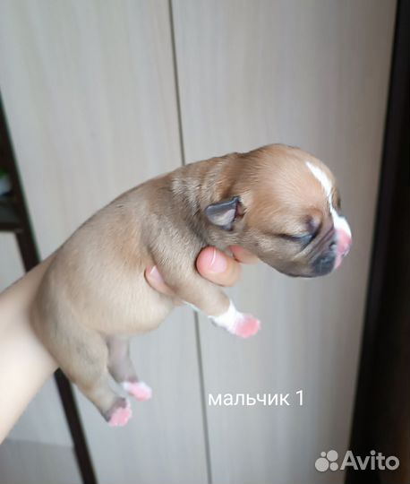 Щенки Американского стаффордширского терьера