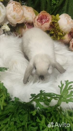 Кролики мини домашние