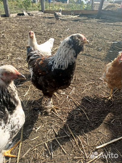 Утки, петушки