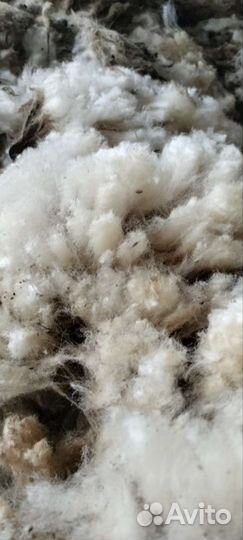 Шерсть мереноса