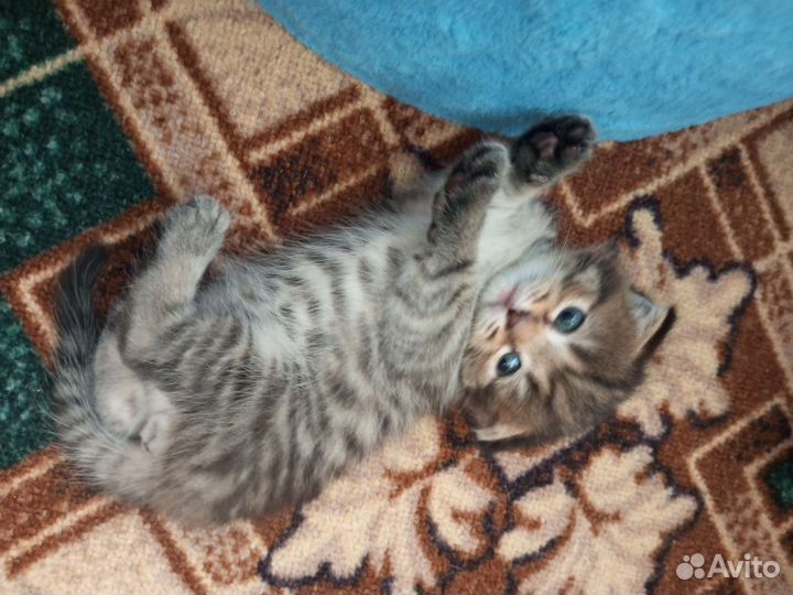 Шотландская