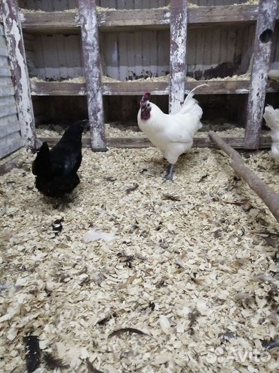 Инкубационное яйцо, ухейилюй, лакендази