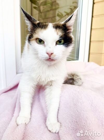 Печальная Кошка Сказка. В добрые руки