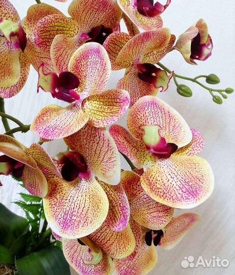 Орхидея фаленопсис