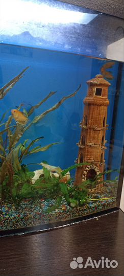 Аквариум с рыбками