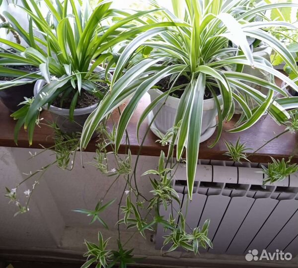 Паучок многодетковый