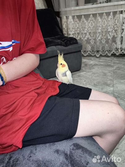 Попугай корелла