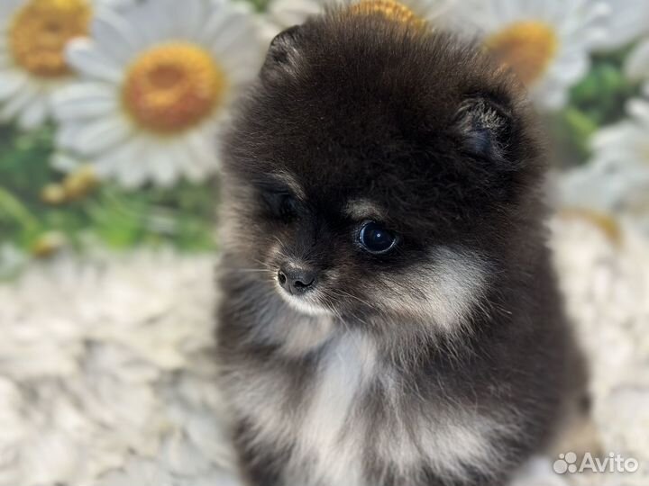 Микрошпиц девочка