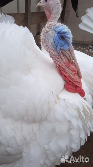 Индюки породы белая широкогрудая