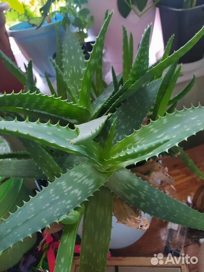 Алоэ лечебный