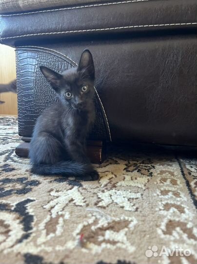 Котята девон-рекс