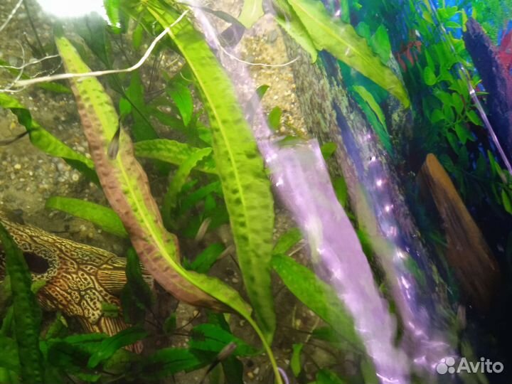Аквариумное растение