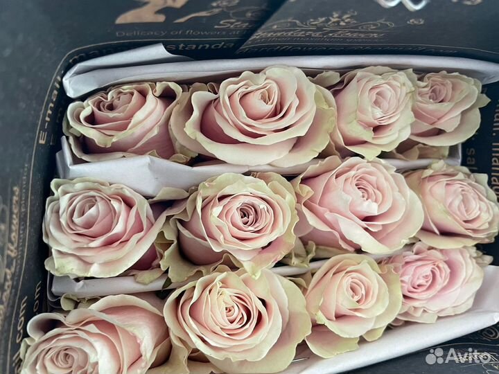 Розы Эквадор опт. от 500 шт. предзаказ с плантации