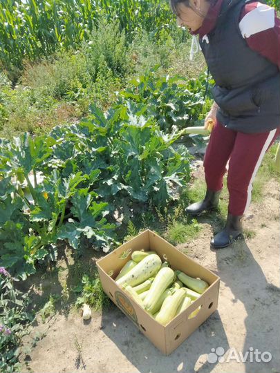 Кабачки. капуста брокколи. Цветная