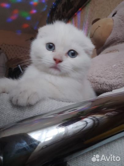 Британские котята