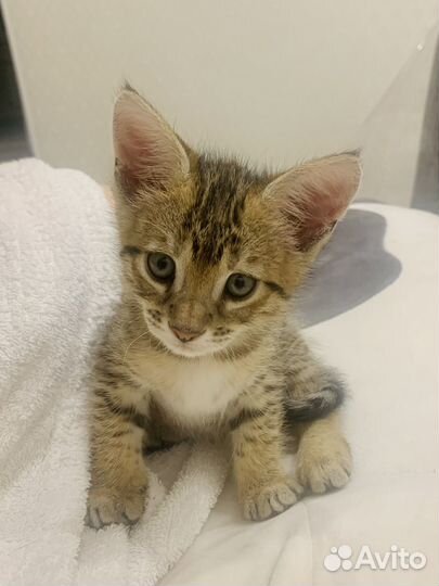 Чаузи рысь партнер дикий кот рысь камыш
