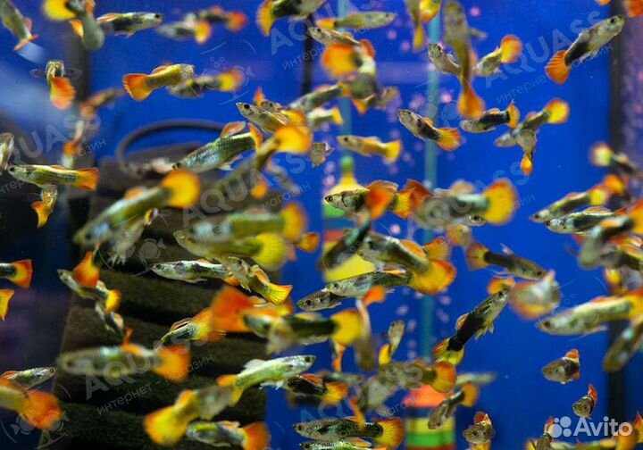 Гуппи, меченосцы, растения, корма