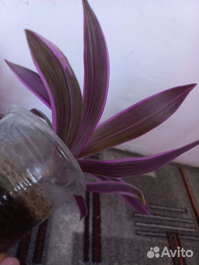 Рэо розовый