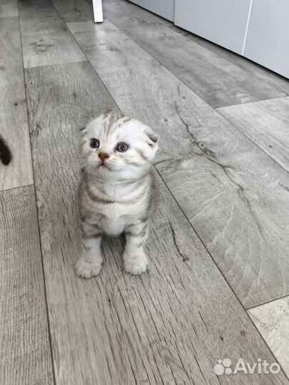 Продам британских котят