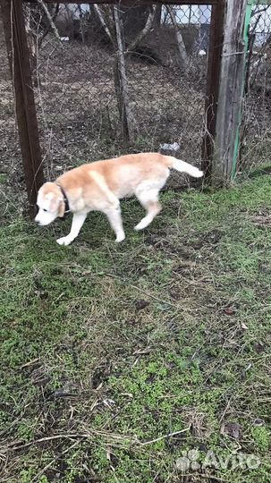 Гостиница для собак, передежка, перевозка