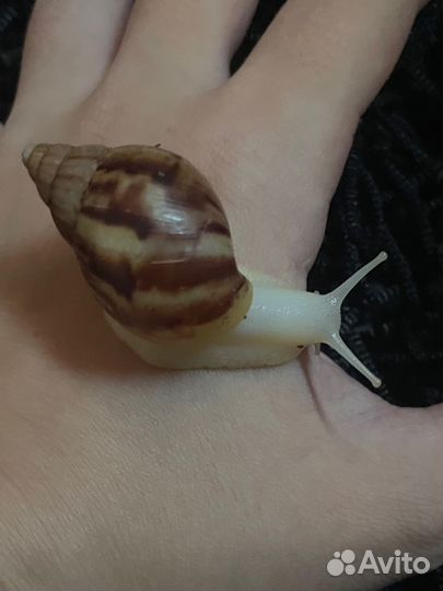 Улитки ахатины 3 месяца