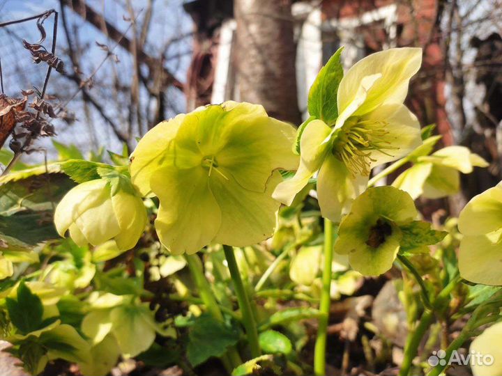 Цветы морозник