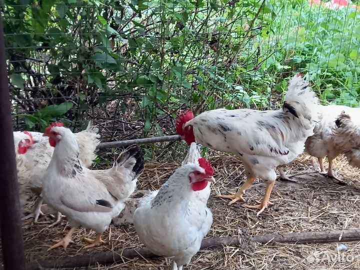 Куры молодки