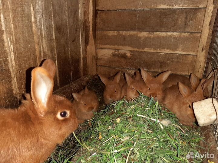 Новозеландцы
