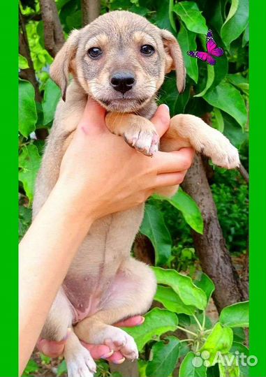 Щенки в добрые руки