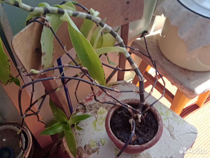 Растение золотой ус