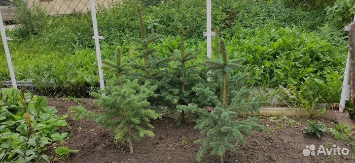 Ель из питомника