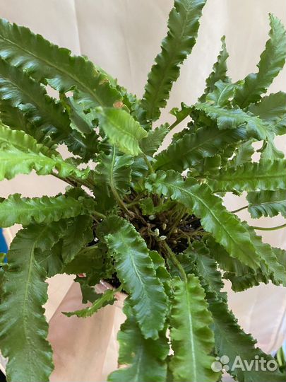 Папоротник