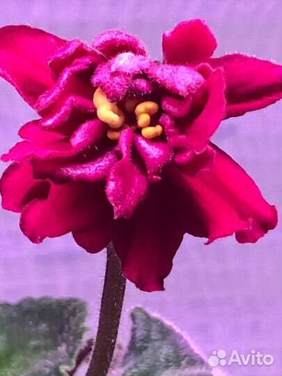 Сортовая фиалка