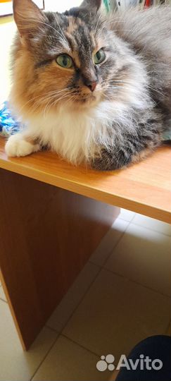 Кошки в добрые руки