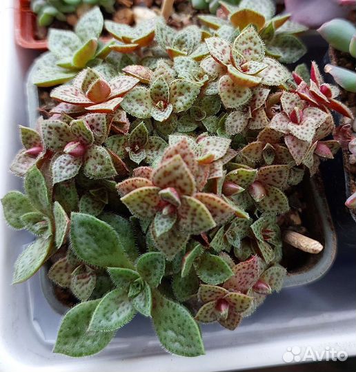 Суккуленты крассулы