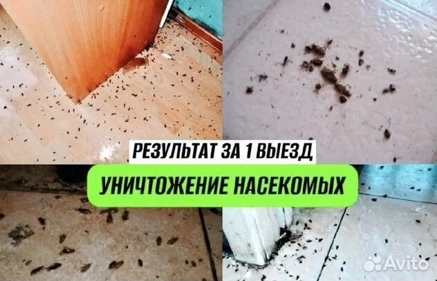 Уничтожение тараканов клопов Дезинфекция Травля