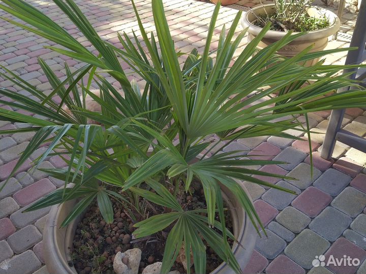 Пальма Трахикарпус