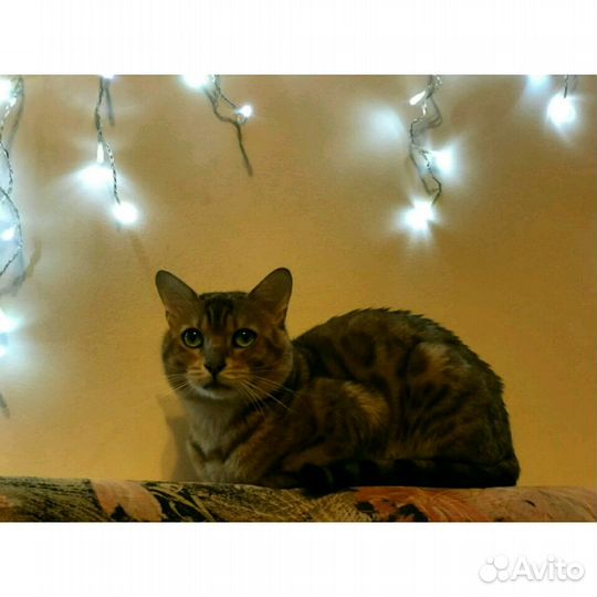 Бенгальский кот вязка