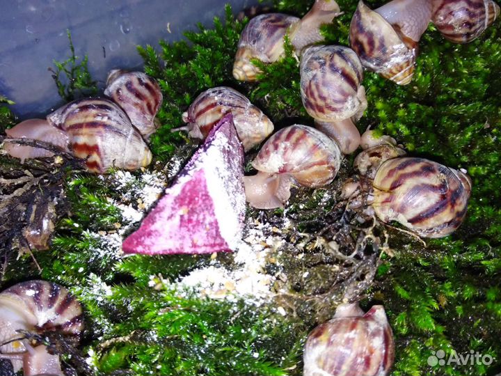 Улитки Ахатины