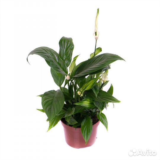 Растения для гостиной