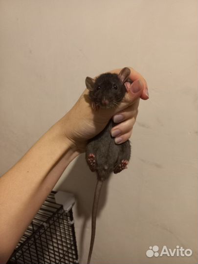 Крыса дамбо