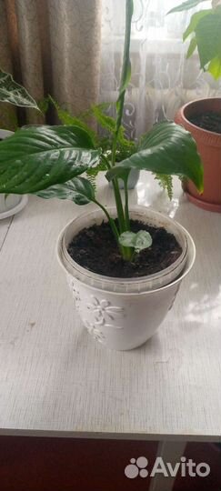 Комнатные цветы