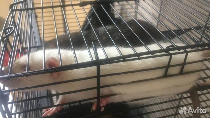 Крыса дамбо с клеткой