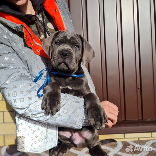 Собаки щенки кане Корсо