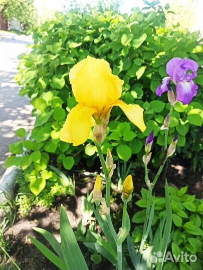 Ирисы бородатые