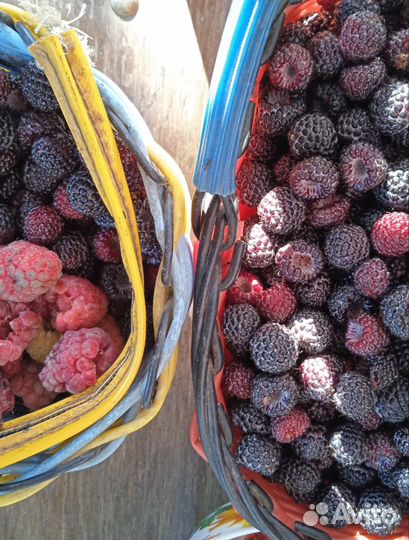 Саженцы ежевики