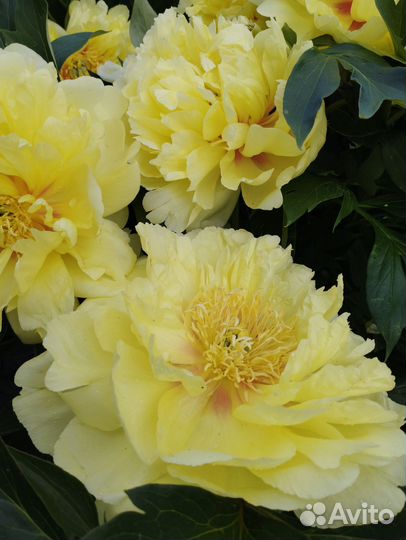 Пион Бартзелла, Лоллипоп и др