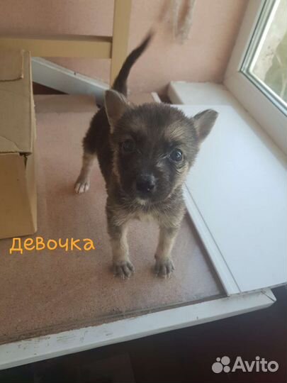 Щенки в добрые руки