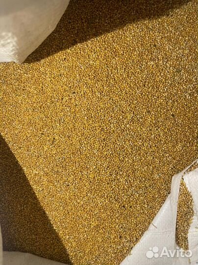 Желтое просо