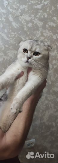 Британская кошка